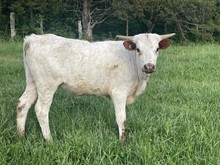 2022 Heifer 