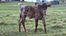 JT Margaret Bull Calf
