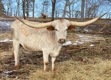 WPR SOUTHERN CHARM
