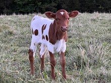 Goliath Bull Calf