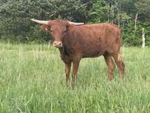 2022 Heifer 