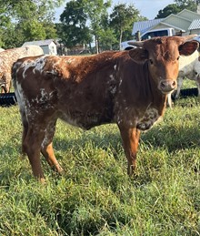 BCR Calamity Jane  242