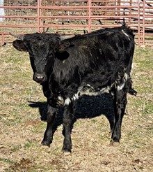 Barbless heifer 