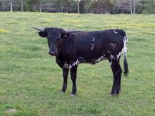 Barbless heifer 
