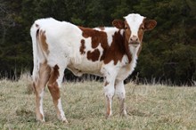 2023 Heifer 