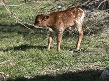 Special Pearl Bull