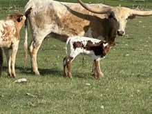 Daisy Mae Heifer 25