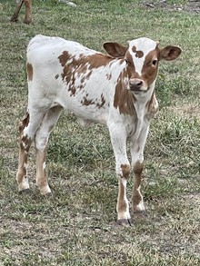 Fundamental heifer 