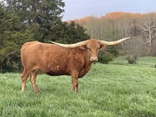HORSESHOE J SPECIAL