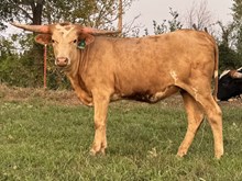 MW Marigold