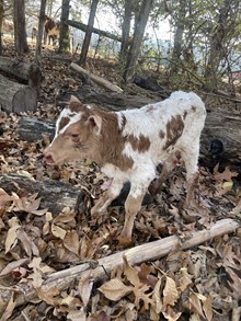 MW2 Heifer