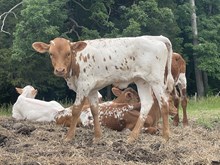 Heifer 2025 