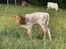 Heifer 2025 