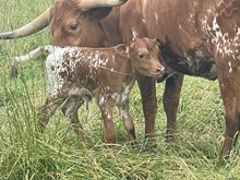 Heifer 2025