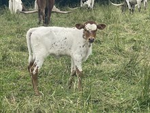 Heifer 2025
