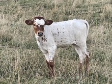 Heifer 2025