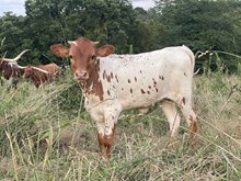 Heifer 2025 