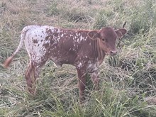 Heifer 2025