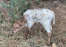 2025 Heifer 