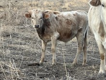 Golden Riches bull