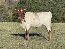 Heifer 25 