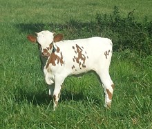 Sweet Alyssum x Sittin Draggin Calf