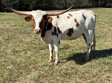 MW MATADORS MILDRED